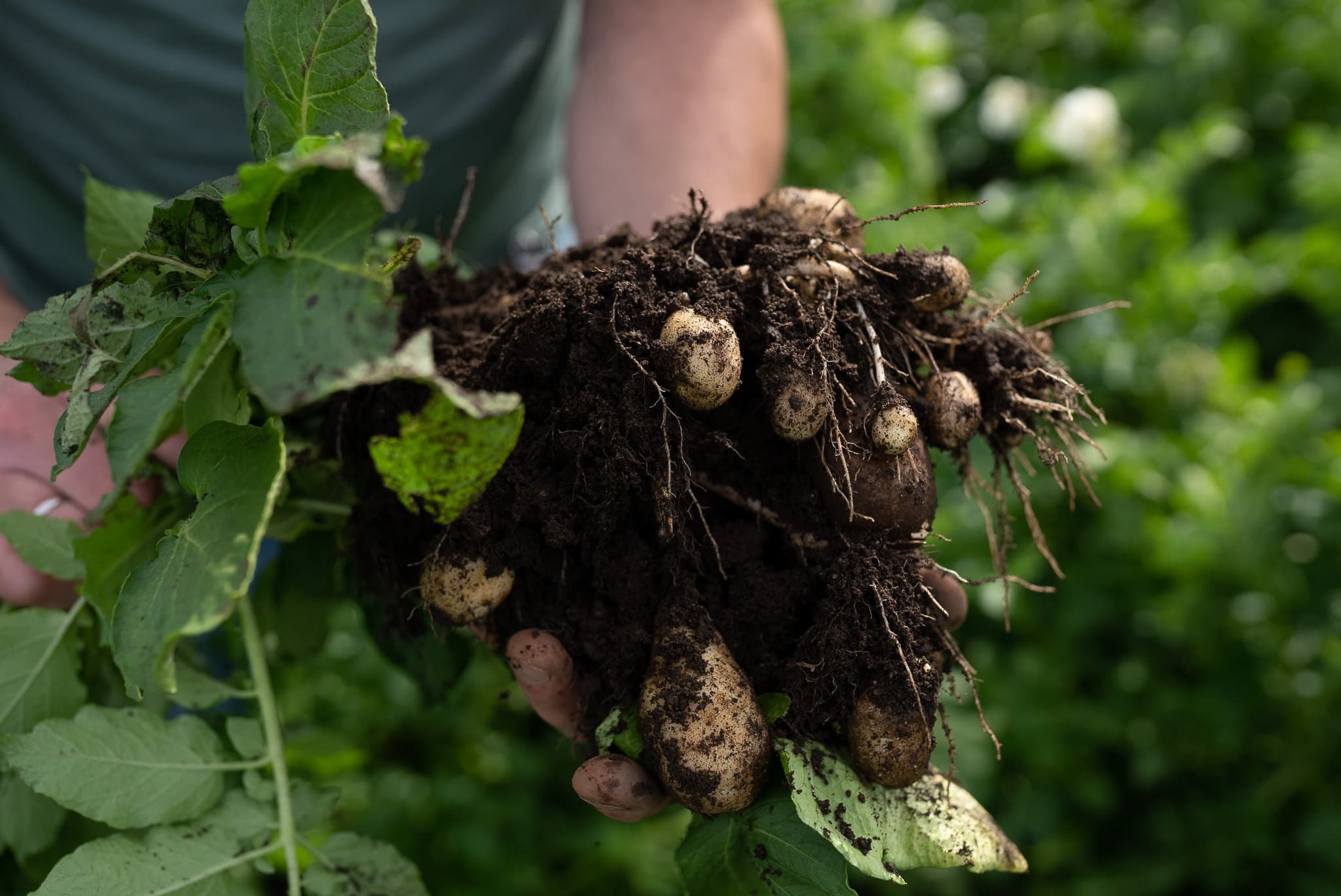 Local food production