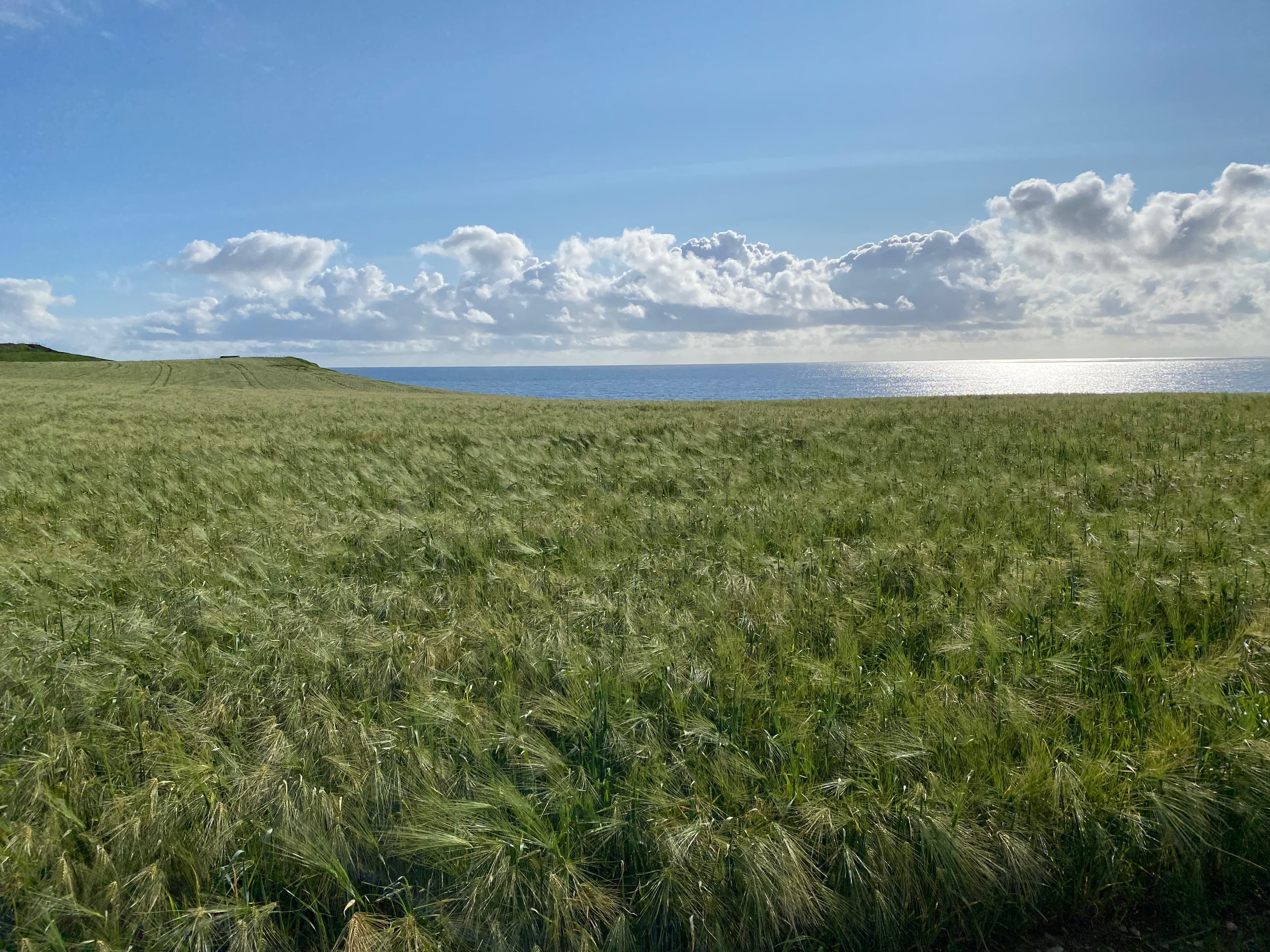 Rogaland — where food culture and technology meet.