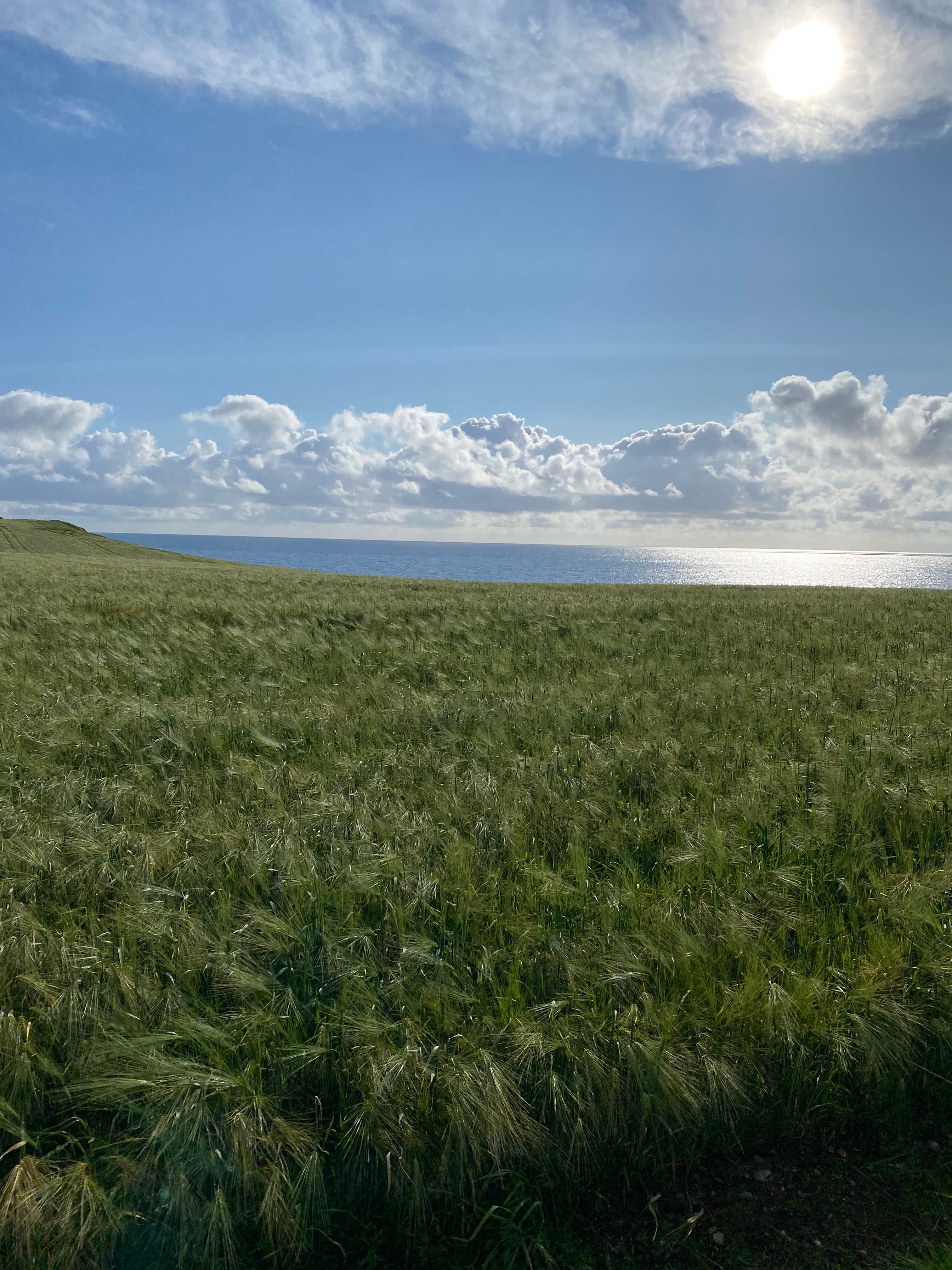 Rogaland — where food culture and technology meet.