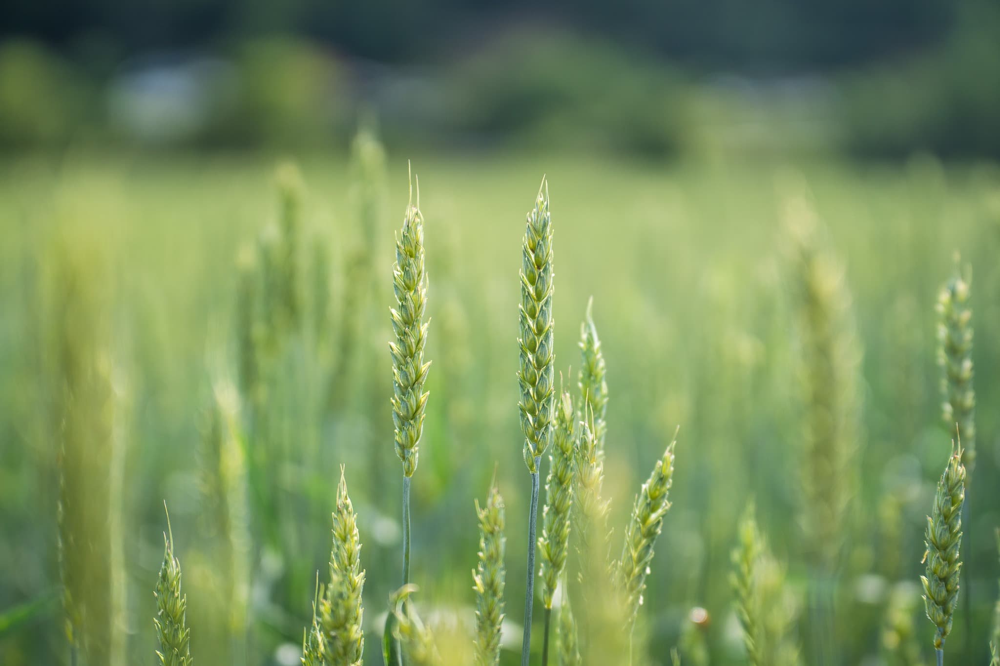 Green wheat heads growing in a field